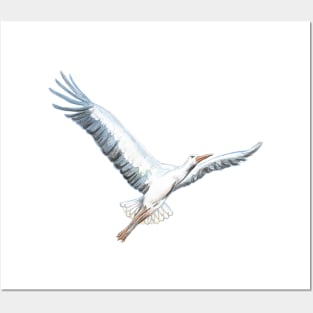 White stork, Ciconia ciconia, flying illustration Posters and Art